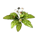 Chonchinis Bush