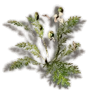 Bleached Poppy Bush