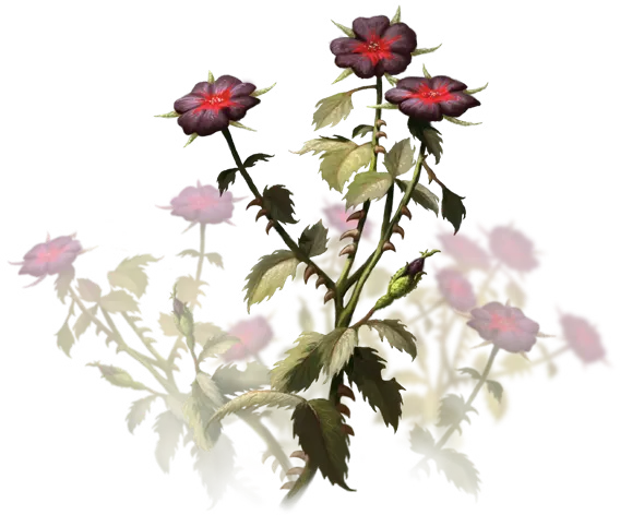 Thorny Rose