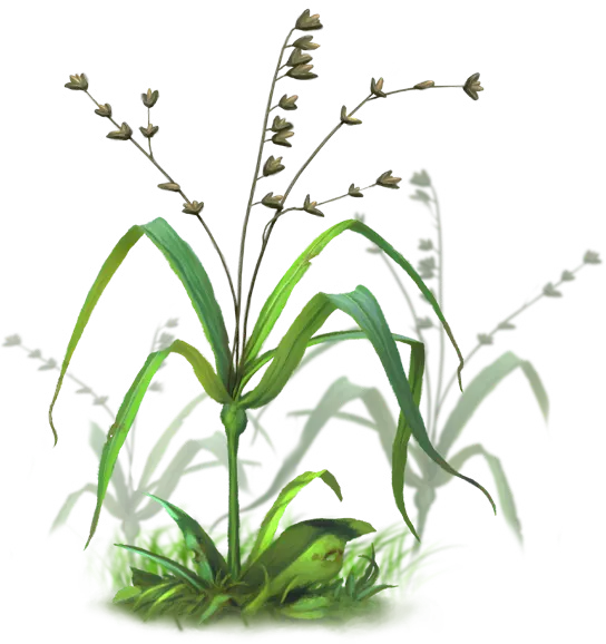 Five Finger Herb