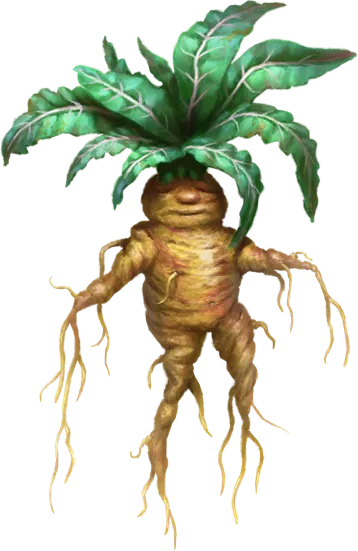 Mandrake