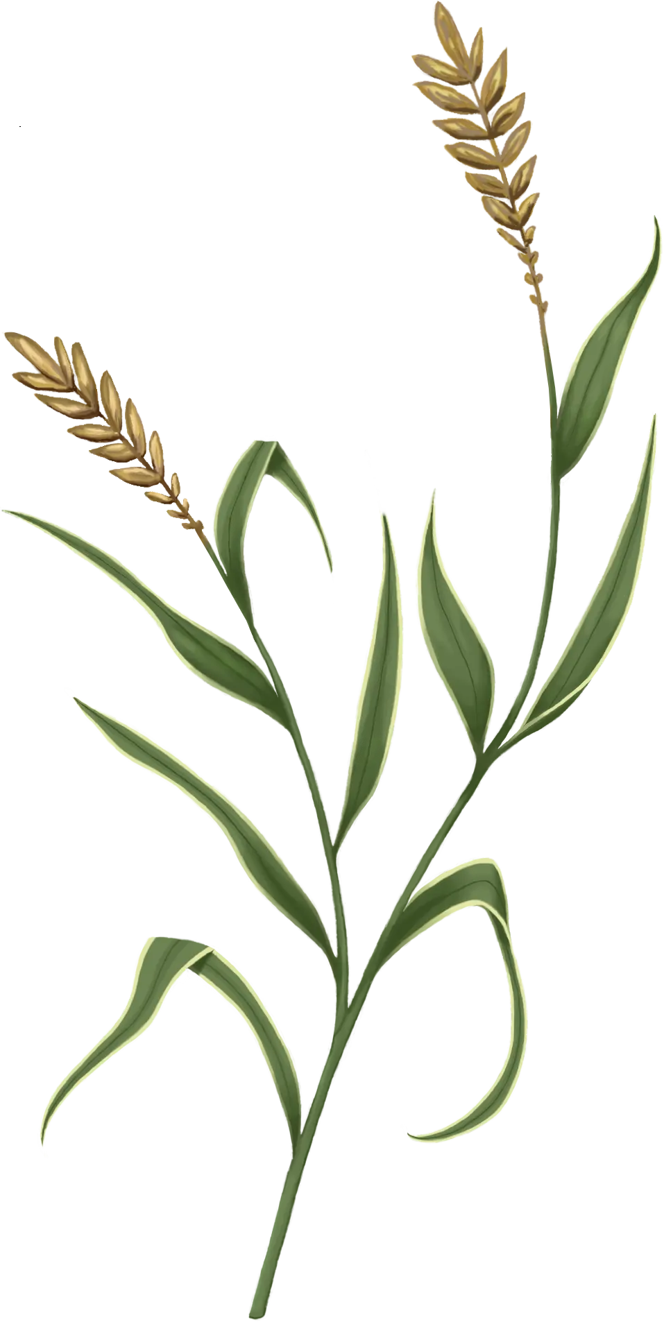 Whirlweed