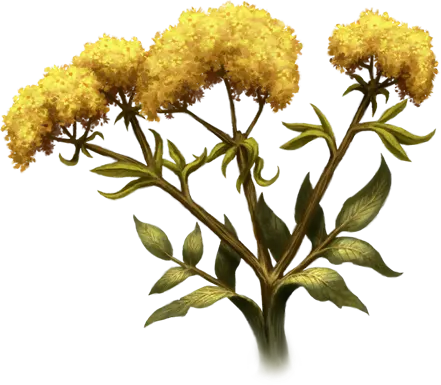 Naftan Perennial