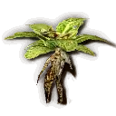 Mandrake Root