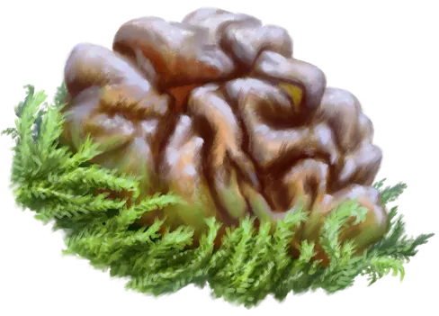 Plague Spore Fungus