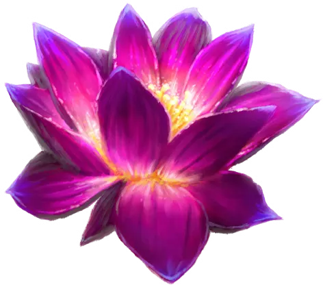 Purple Lotus