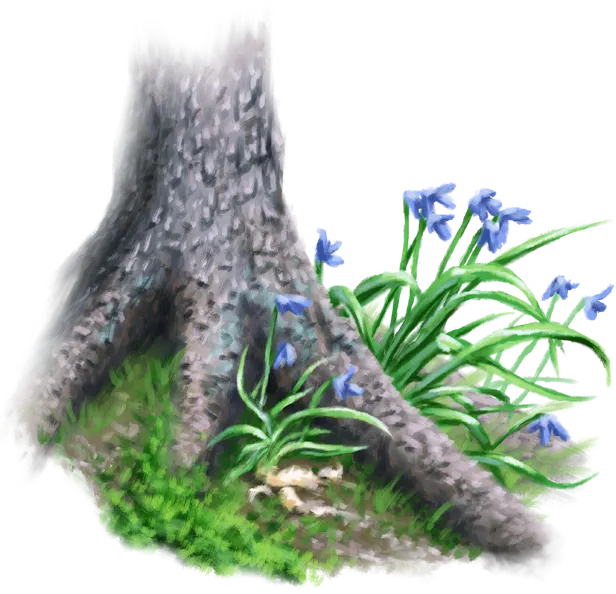 Witchweed