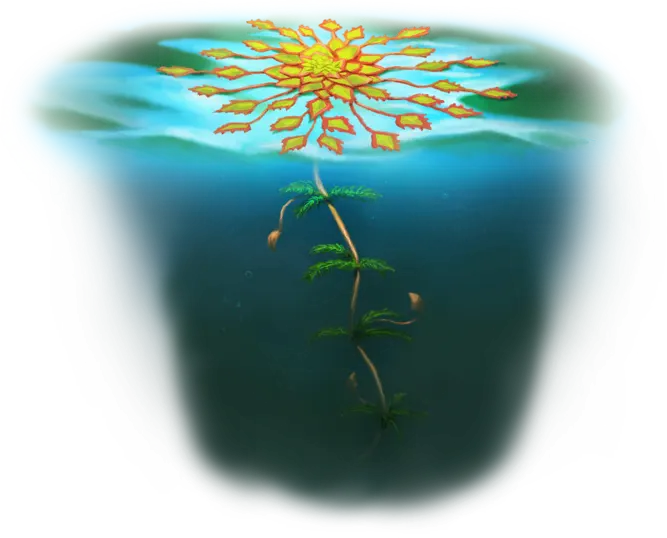Aranian Water Nut