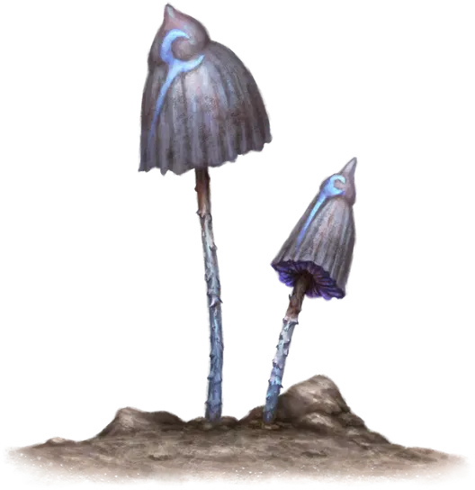 Rat Fungus