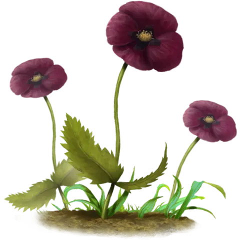 Black Poppy