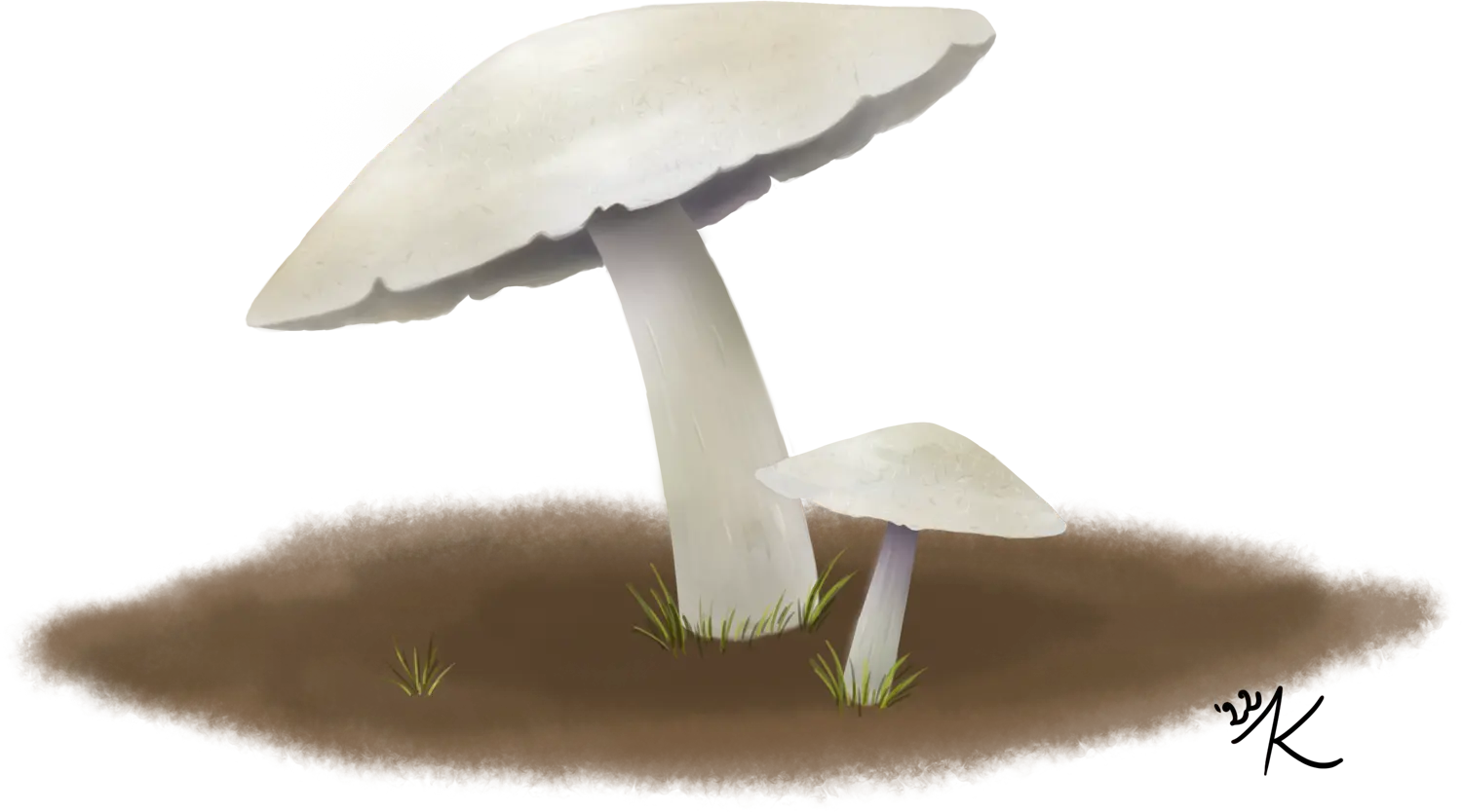 Margolasch Fungi