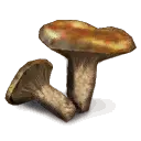 Toadstools