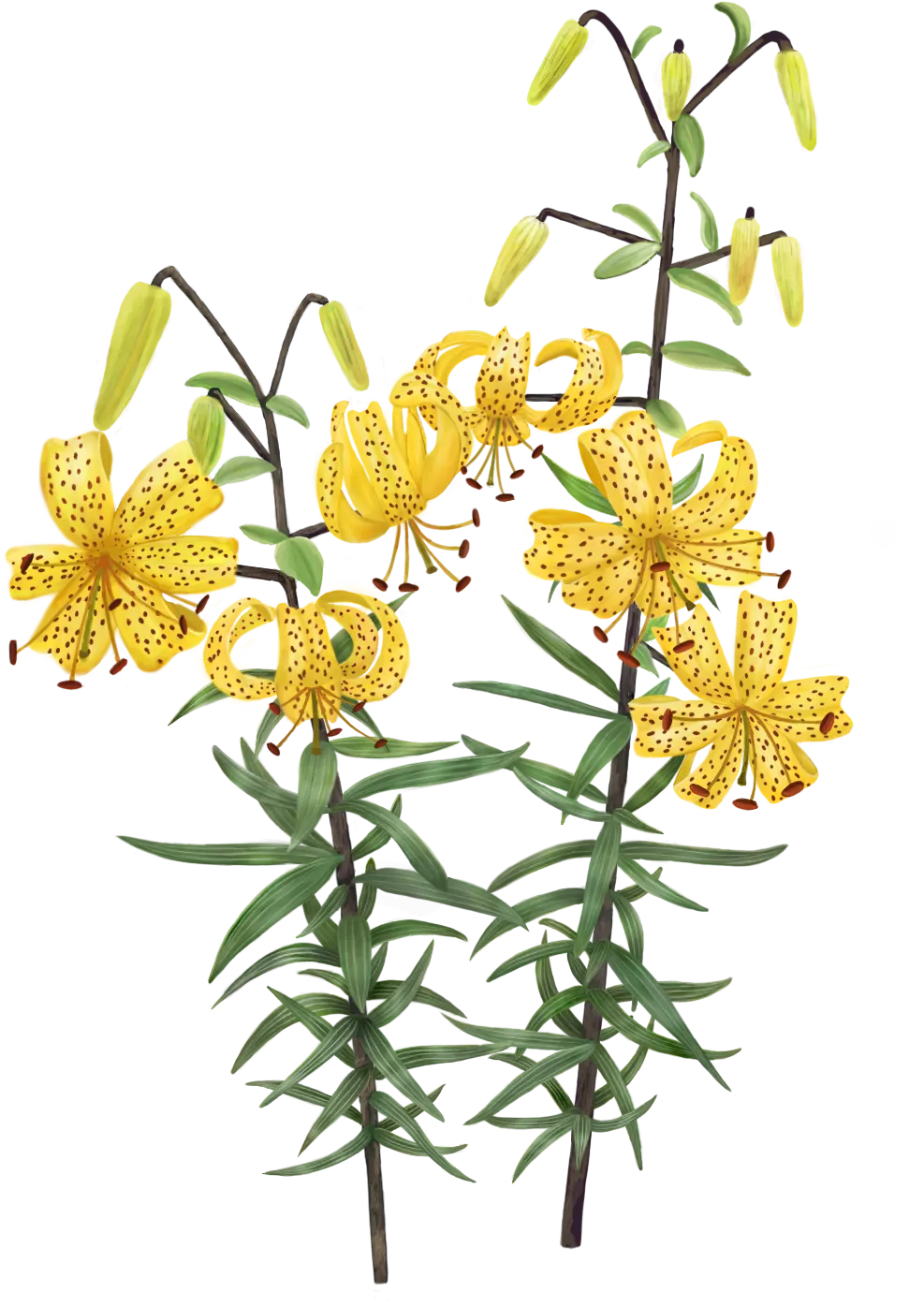 Jaguar Lily