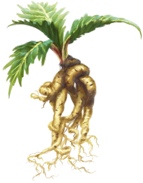 Vragies Root