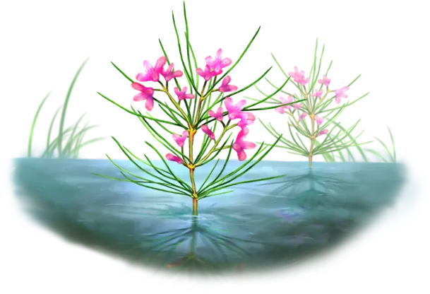 Water Rush