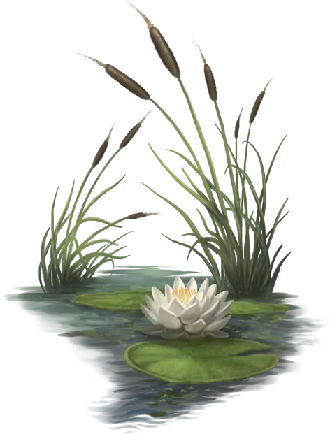White-Yellow Lotus