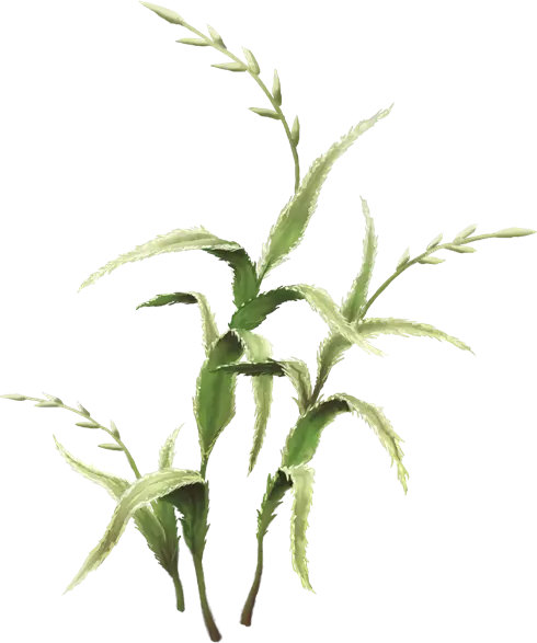 Wirsel Herb