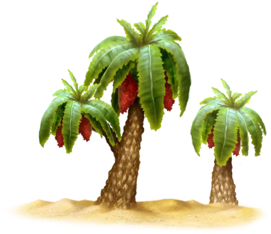 Strangler Date Palm