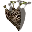 Joruga Root