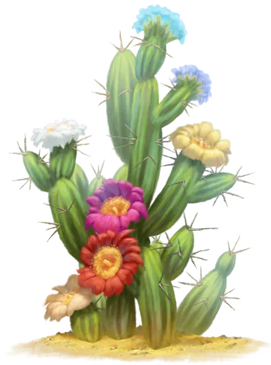 Cheria Cactus