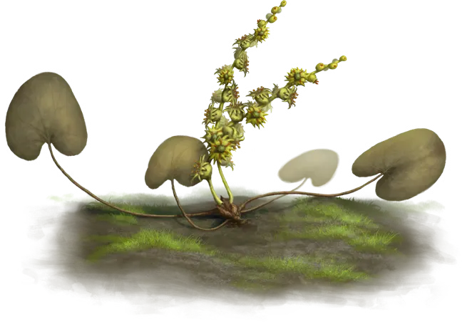 Druid Root