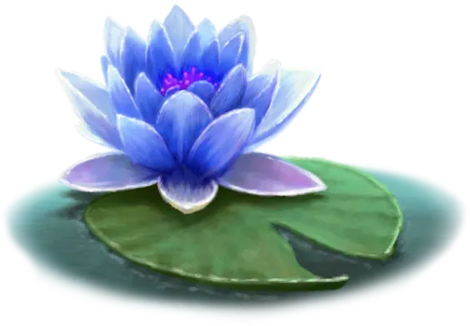 Colorful Lotus