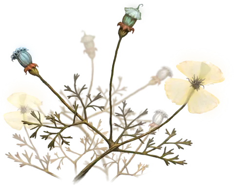 Bleached Poppy