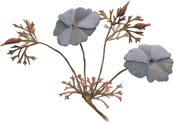 Gray Poppy