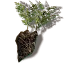 Joruga Root