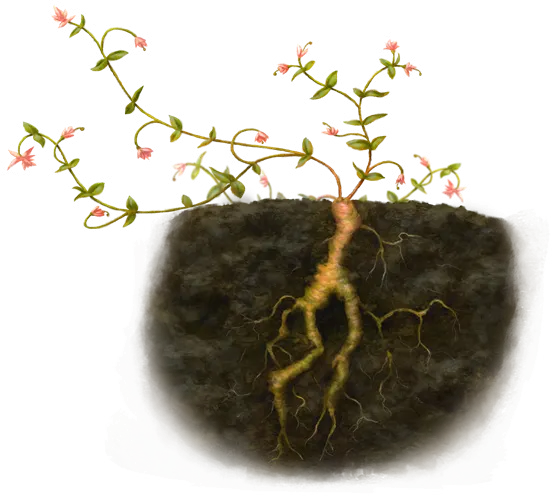 Hirad Root