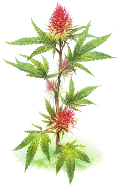 Ilmen Leaf