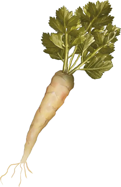 Yoruga
