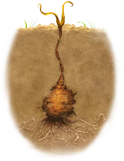 Khômknolle