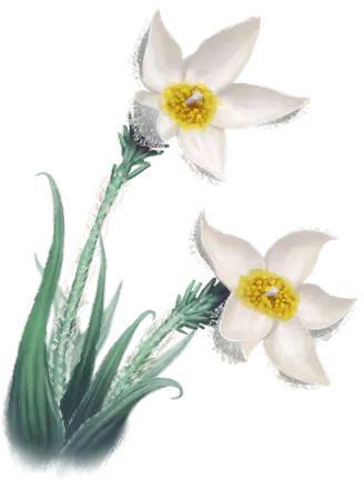 Madablüte
