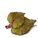 Gulmond Leaves