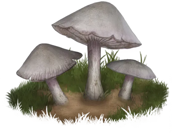Margolasch