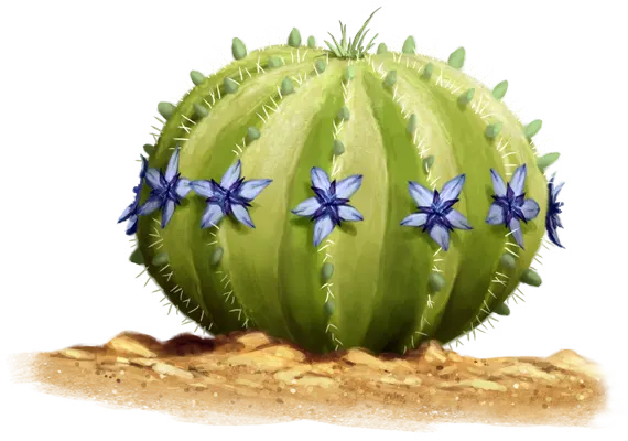 Menchal Cactus
