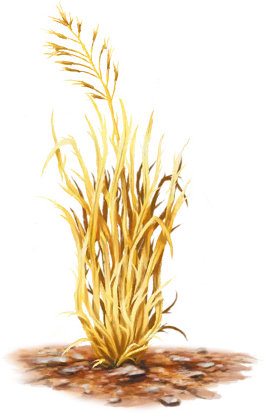 Messergras
