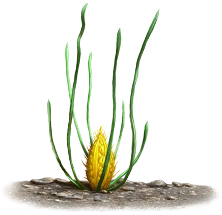 Waternymph Weed