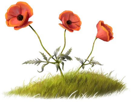 Purple Poppy