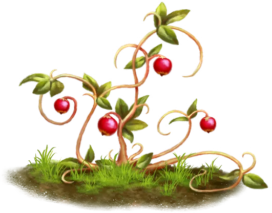 Quinja