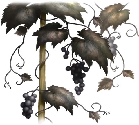 Black Vine