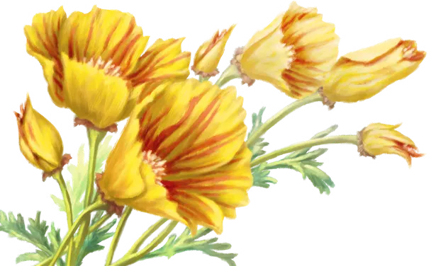 Tiger Poppy