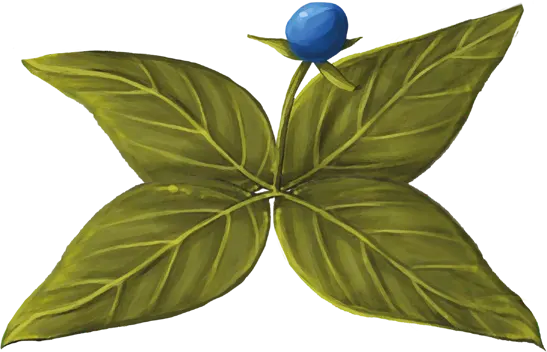 Four-Leaved Singleberry
