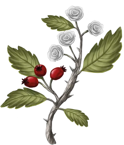 Whitethorn Weißdorn - Aventurien - DSA