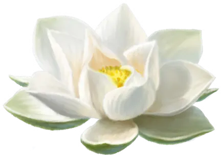 White Lotus Weißer Lotos - Aventurien - DSA