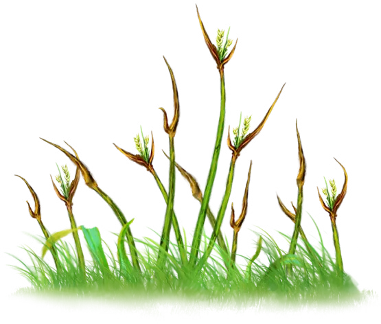 Whinegrass Winselgras - Aventurien - DSA