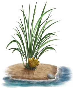 Waternymph Weed