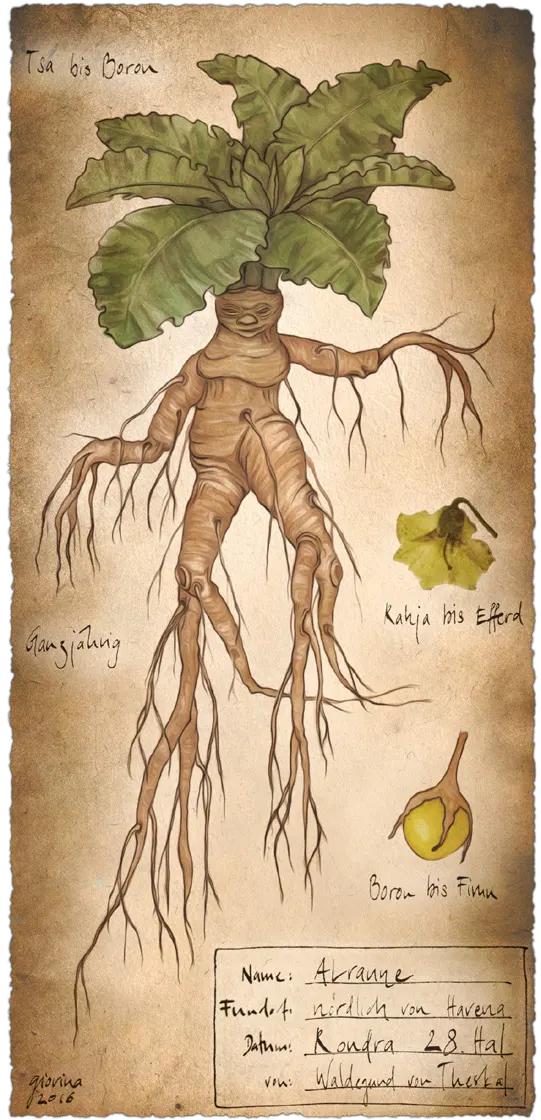Alraune Aventurien