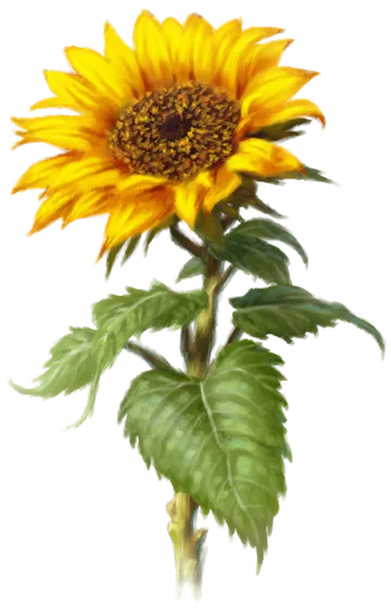 Praiosblume